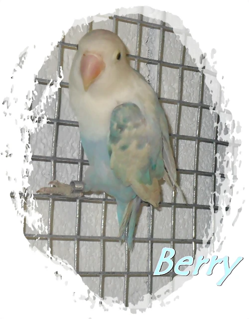 fischer sable pastel fischer sable pastel