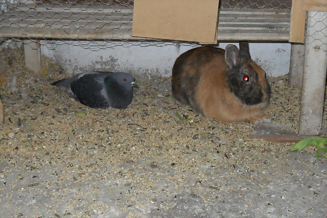niko y palomo niko y palomo
