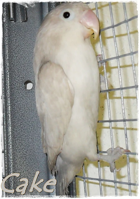fischer pastel gris fischer pastel gris