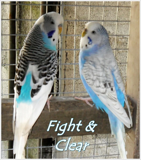 macho ingles clearfight x hembra inglesa perlada macho ingles clearfight x hembra inglesa perlada