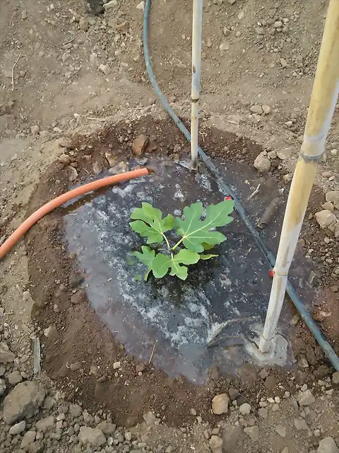 HIGUERA VIRGEN PLANTADA