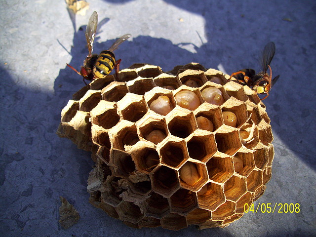 velutina 004 velutina 004