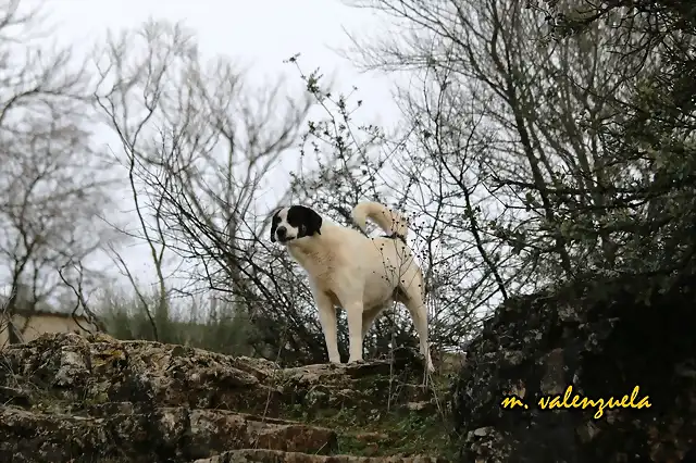 04, siempre vigilante, marca