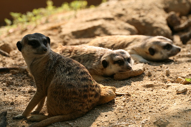Zoo Barcelona, Faunia y Safari Madrid 588 Zoo Barcelona, Faunia y Safari Madrid 588