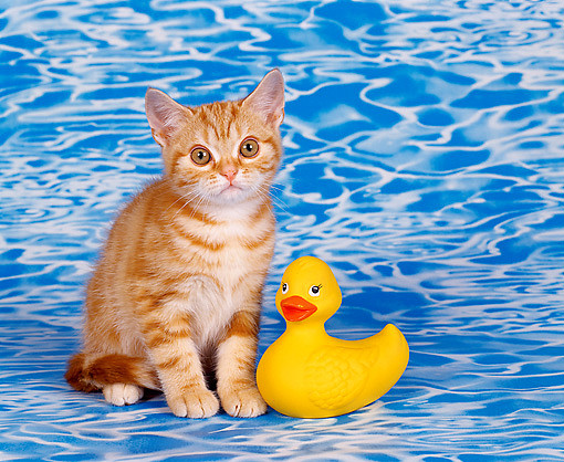 Cute-Tabby-American-Shorthair-Kiten-Sitting-With-Toy