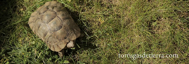 Testudo graeca - tortugasdetierra.es3 Testudo graeca - tortugasdetierra.es3