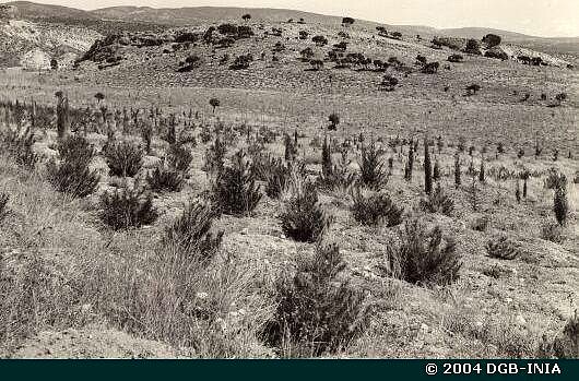 TRILLO Repoblaci?n, atendida con riegos, de Pinus halepensis, Pinus pinea y Cupresus piramidalis