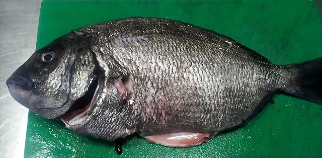 Pargo Pargo