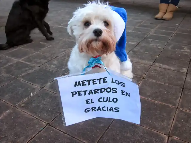 perro-y-petardos