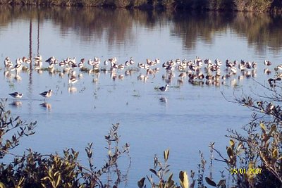 AVES EN EL MANGLE DEL HOTEL CROWN PLAZA 1