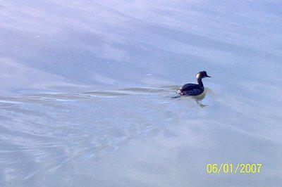 AVES EN EL MANGLE DEL HOTEL CROWN PLAZA 1