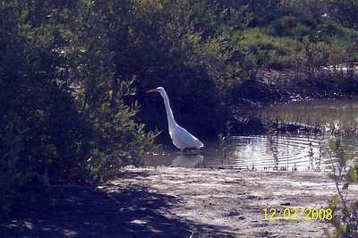 AVES EN EL MANGLE DEL HOTEL CROWN PLAZA 1