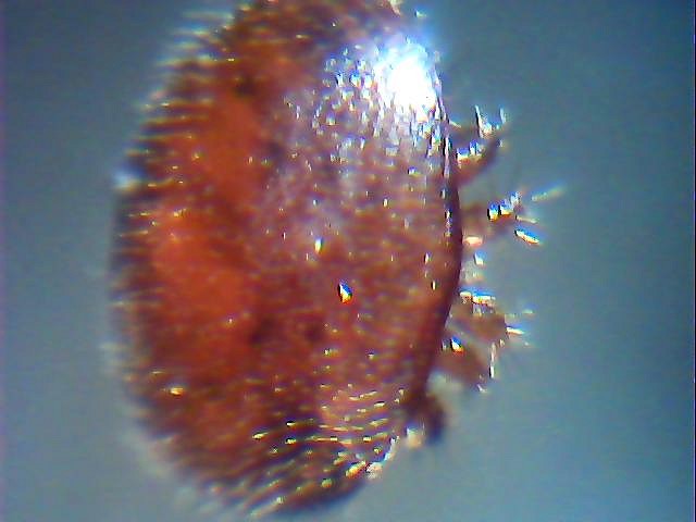 varroa al microscopio