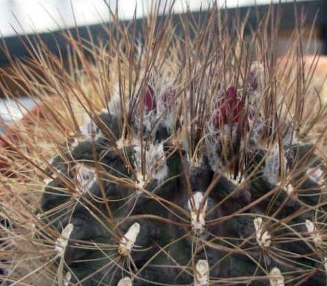 Pyrrhocactus gracilis01