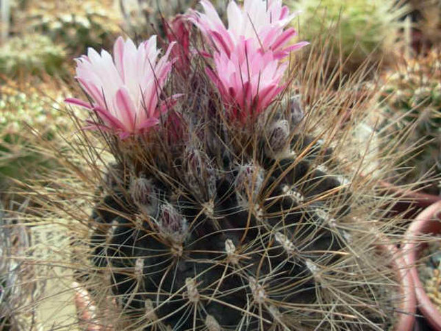 Pyrrhocactus gracilis02