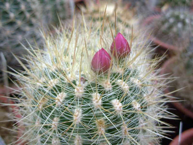 Pyrrhocactus aff. krausii02