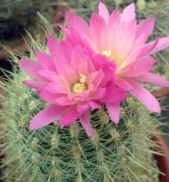 Pyrrhocactus aff. krausii04