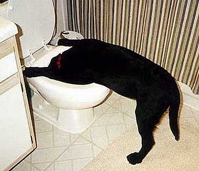 perro_vomitando_01