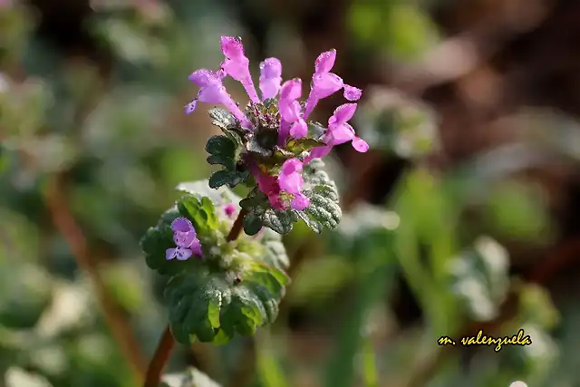 22, florecillas, marca