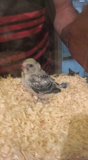 peri bebe peri bebe