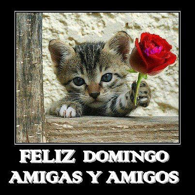feliz-domingo-chistoso-imagenes-bonitas-de-feliz-domingo-feliz-domingo-frases-para-facebook-011-1 feliz-domingo-chistoso-imagenes-bonitas-de-feliz-domingo-feliz-domingo-frases-para-facebook-011-1