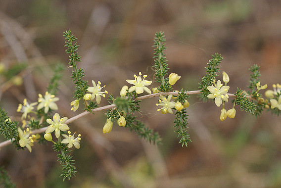 esparraguera