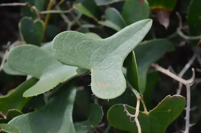 smilax aspera