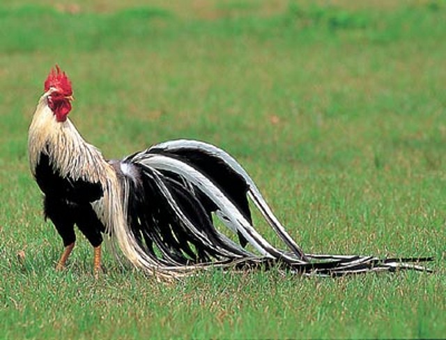 gallo fenix