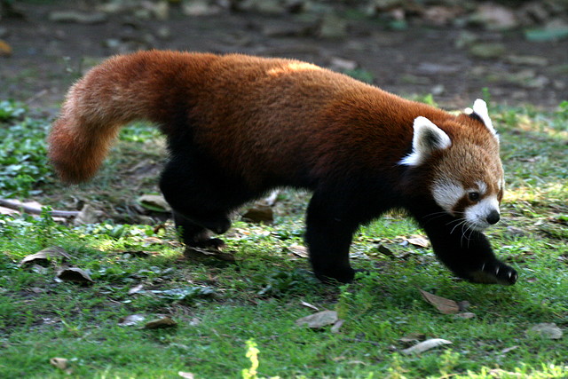 Zoo de Barcelona 08-01-2011 019 Zoo de Barcelona 08-01-2011 019