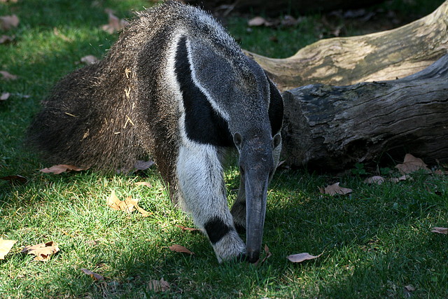Zoo de Barcelona 08-01-2011 092 Zoo de Barcelona 08-01-2011 092