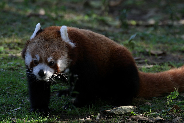 Zoo de Barcelona 08-01-2011 062 Zoo de Barcelona 08-01-2011 062
