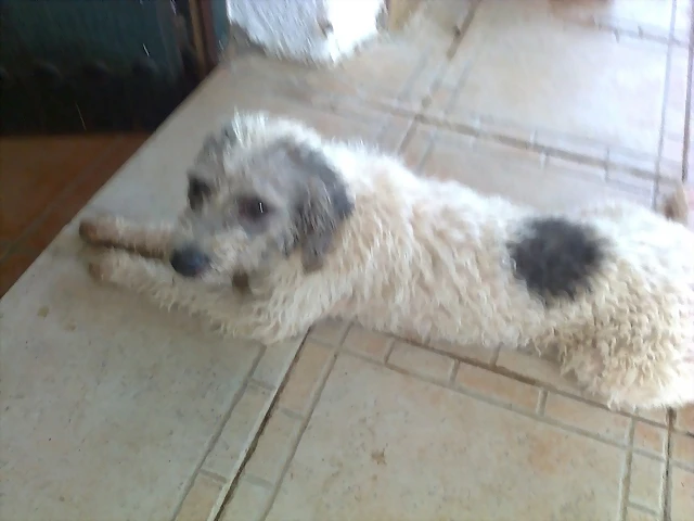 pelu1 pelu1