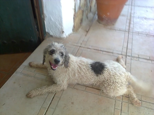peluo peluo