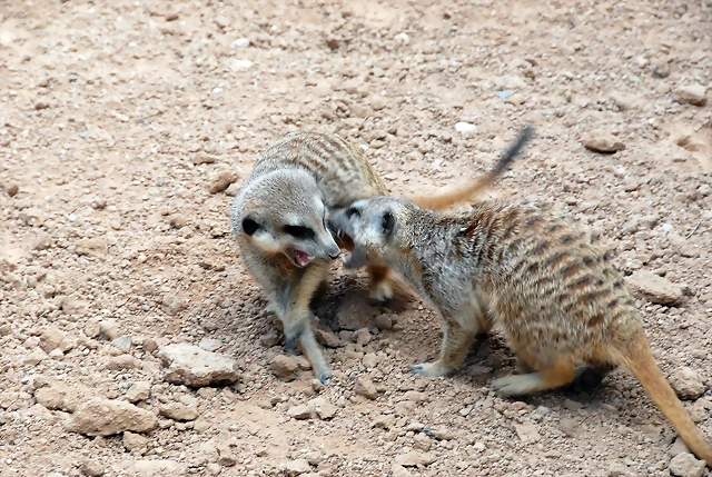 Bioparc (1016) Bioparc (1016)