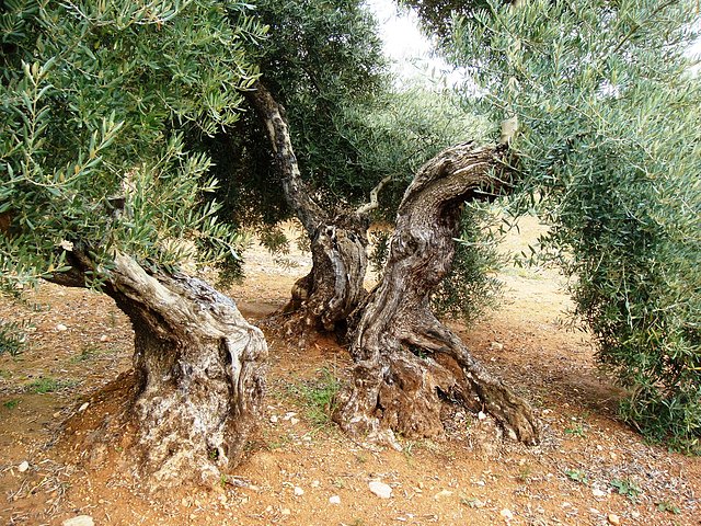 vieja oliva