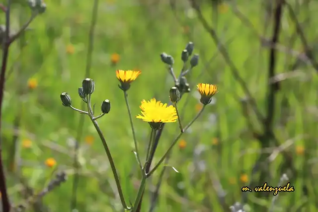 08, florecillas, marca