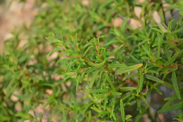 cistus mospeliensis