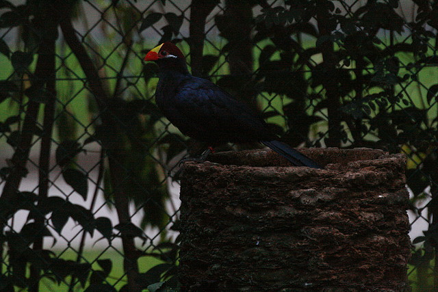 Zoo de Barcelona 29-09-2010 626