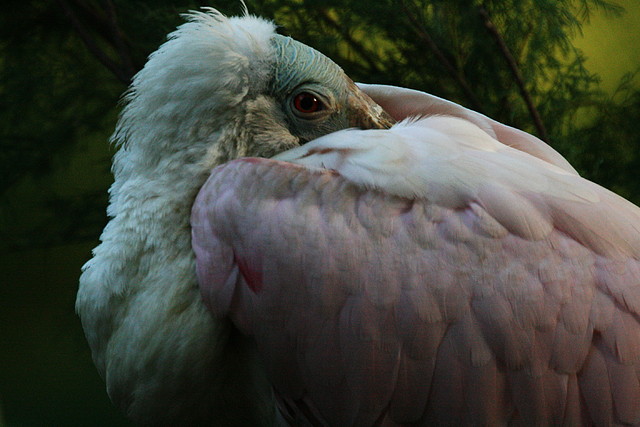 Zoo de Barcelona 29-09-2010 567 Zoo de Barcelona 29-09-2010 567
