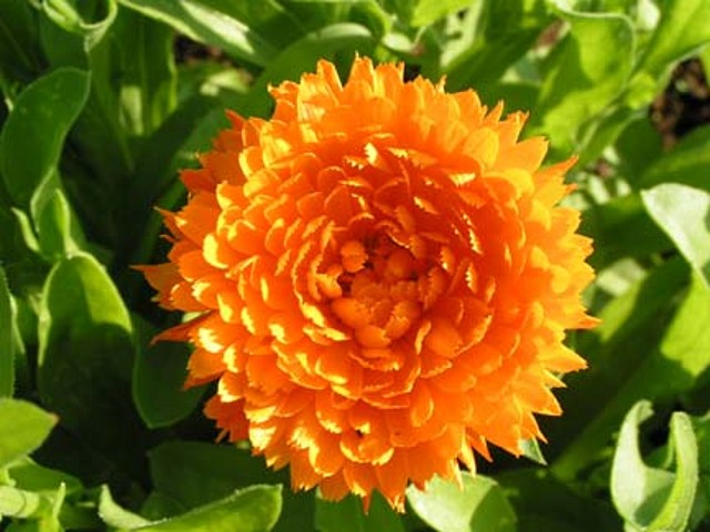 calendula-seeds