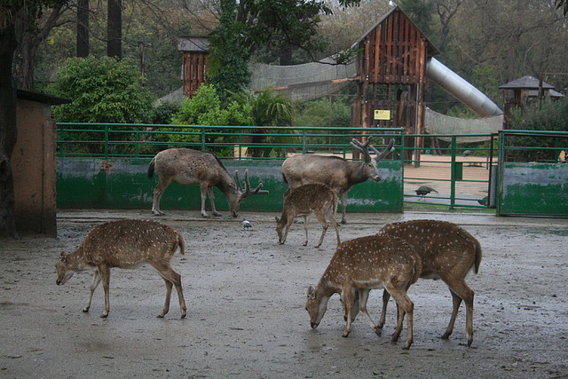 Zoo de Barcelona 15-03-11 242 Zoo de Barcelona 15-03-11 242