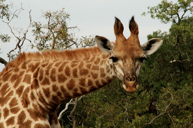 Ithala Game Reserve 1-05-09 129 Ithala Game Reserve 1-05-09 129
