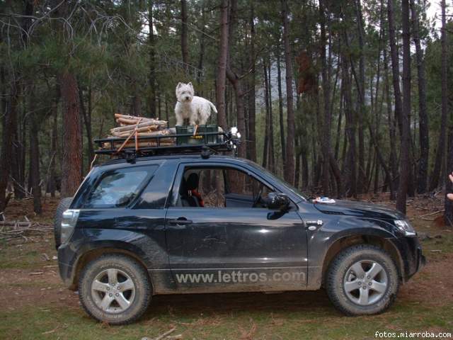 gredos con bicho