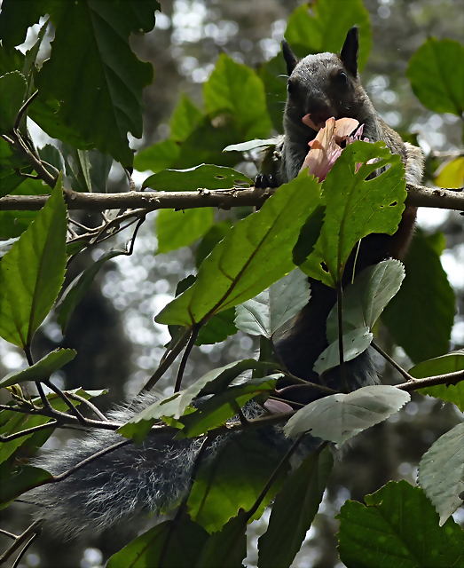 Sciurus stramineus 1 (1-10-23 Zoo de Quito, wild, det yo) Sciurus stramineus 1 (1-10-23 Zoo de Quito, wild, det yo)