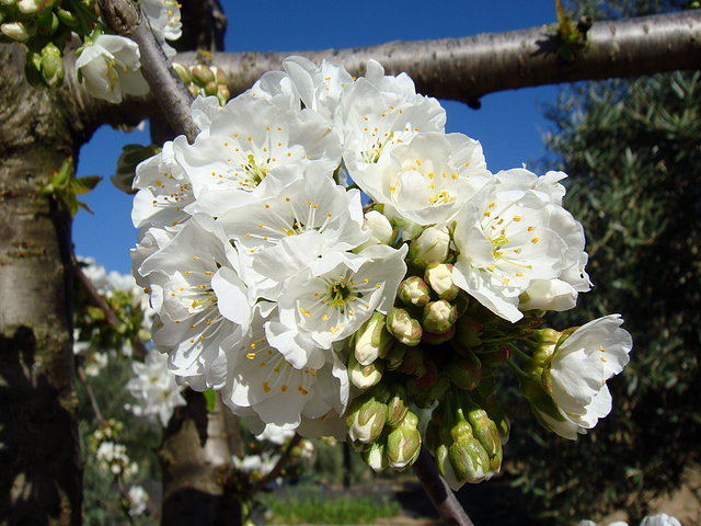 FLOR DEL CEREZO