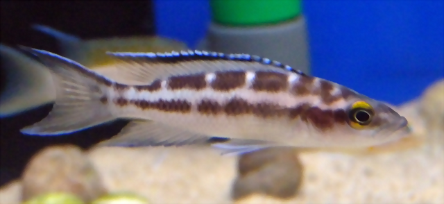 Neolamprologus buescheri 'Kamakonde' (5-8-17 Zoo Zajac) Neolamprologus buescheri 'Kamakonde' (5-8-17 Zoo Zajac)