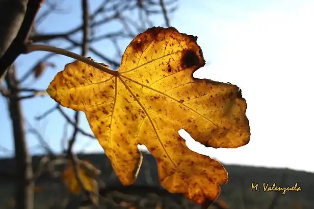 004, hoja moribunda, marca