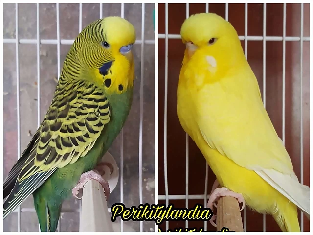 FB_IMG_1537614712371 FB_IMG_1537614712371