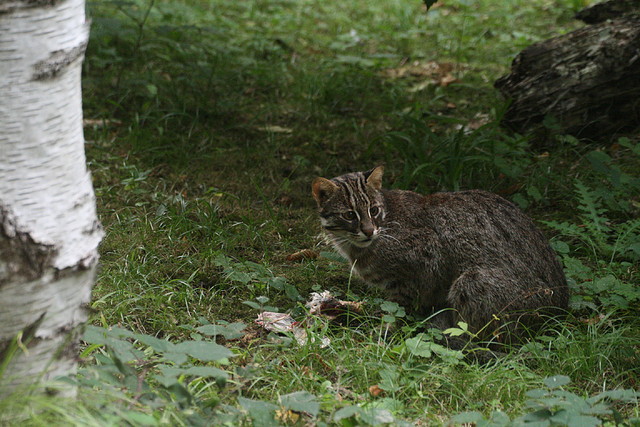 Le Parc des Felins agost 2010 030 Le Parc des Felins agost 2010 030