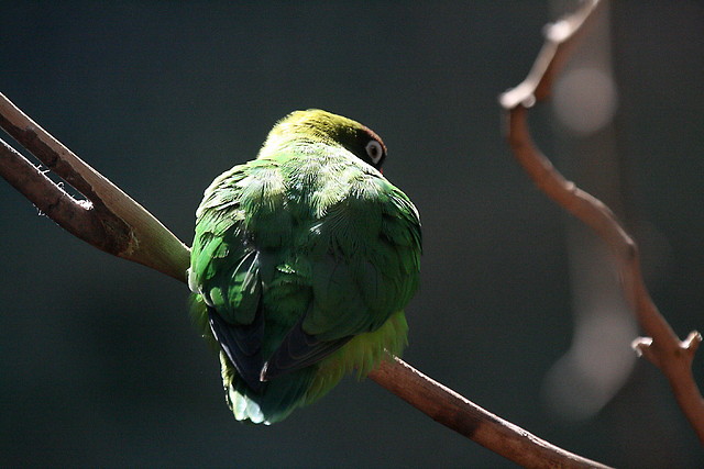 Zoo de Barcelona 03-04-11 354 Zoo de Barcelona 03-04-11 354